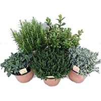 Pack de 5 Plantas Aromáticas: Lavanda + Romero + Tomillo + Salvia + Menta